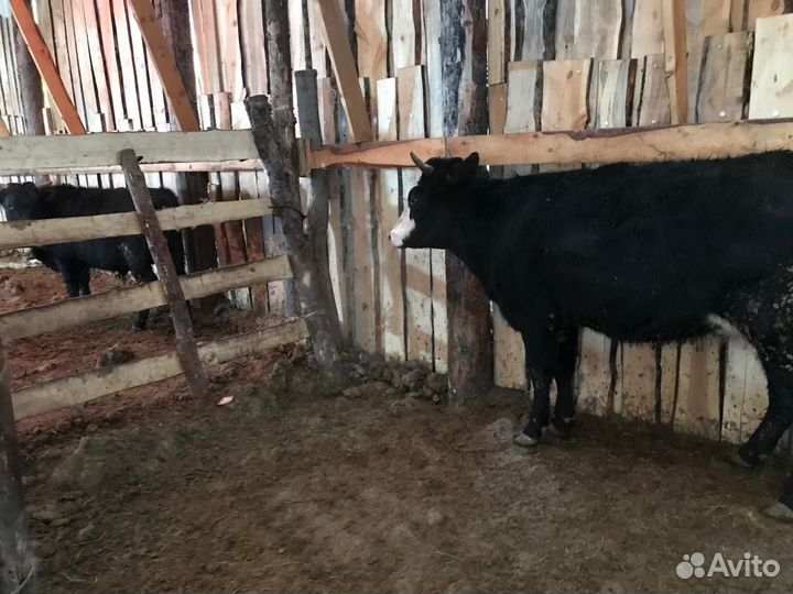 Продам коров