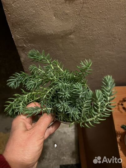 Очиток Голубой отогнутый