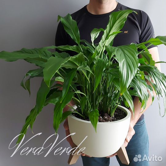 Спатифиллум Комнатные растения Доставка