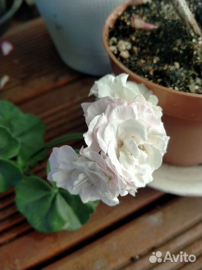 Пеларгонии ампельные (плющелистные) сортовые