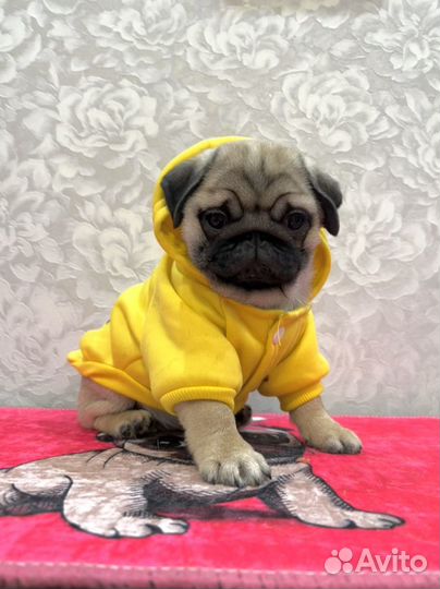 Девочка мопса