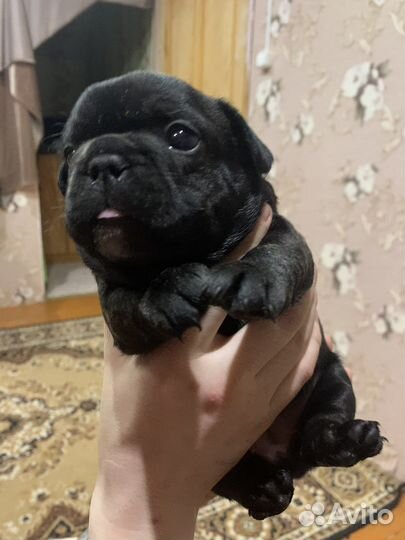 Французский бульдог щенки