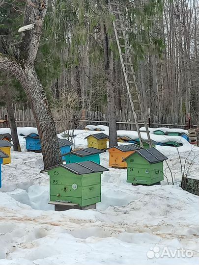 Продам пчелосемьи