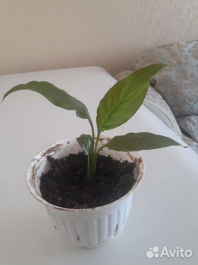 Спатифиллум