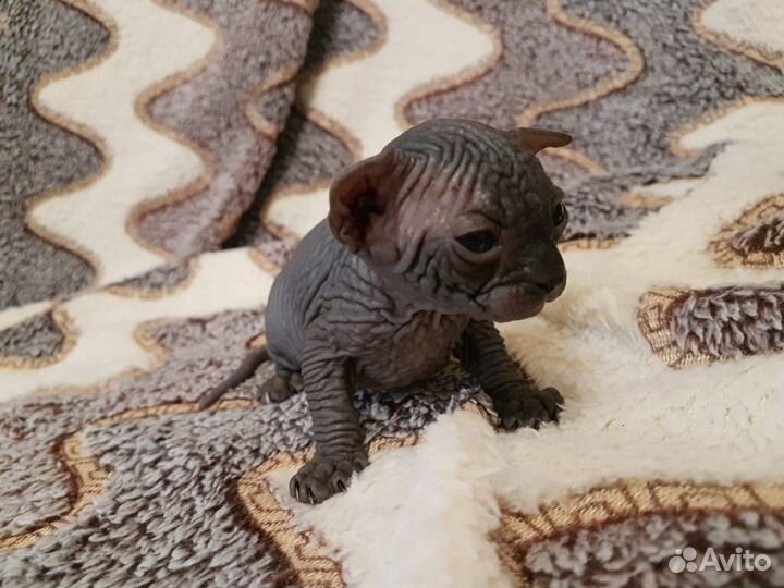 Канадский сфинкс