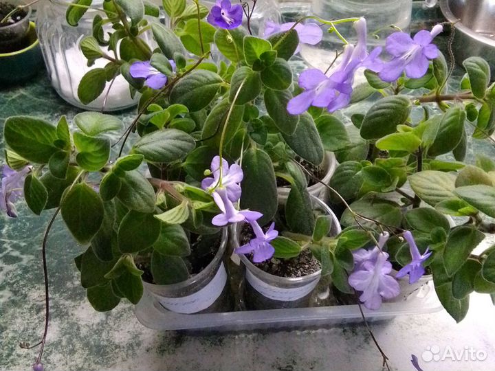 Стрептокарпелла