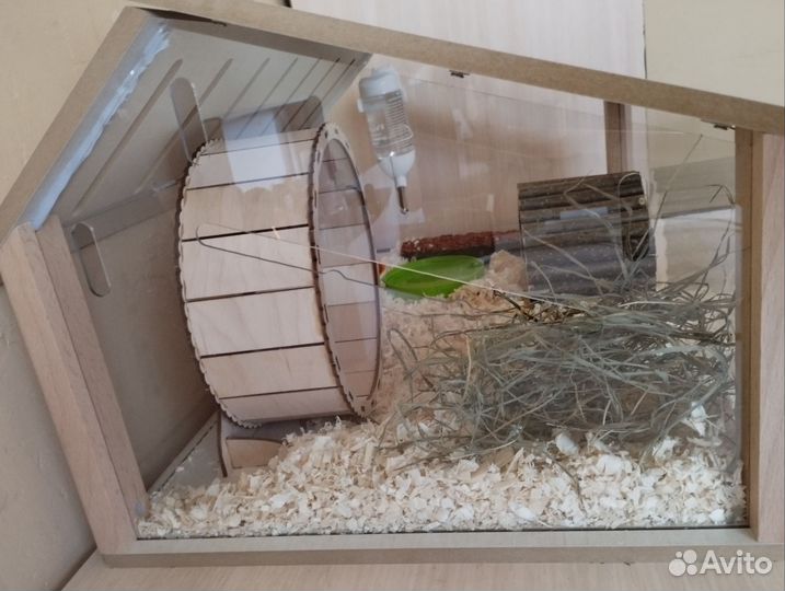 Хомяк джунгарский