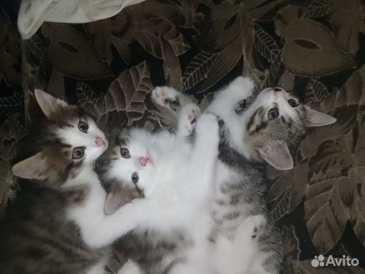 Котята в добрые руки