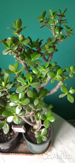 Толстянки большие и маленькие