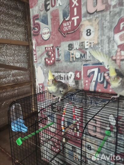 Попугай корелла