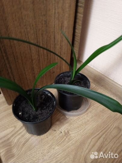 Цветок Кливия