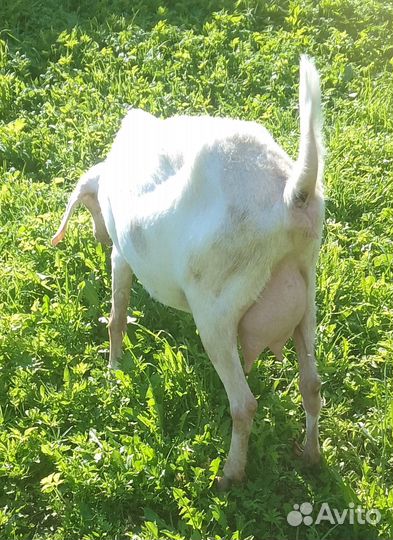 Продам козочек
