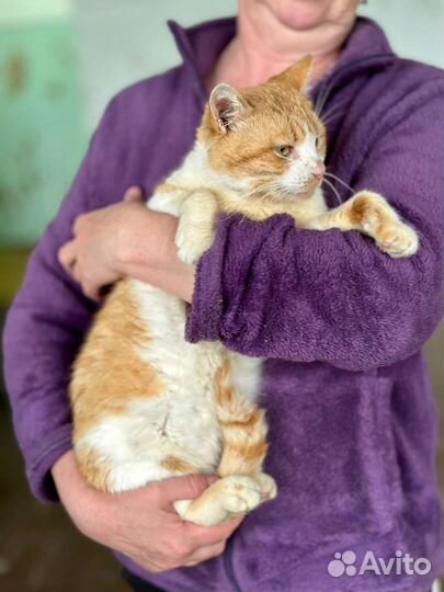 Отдам в добрые руки