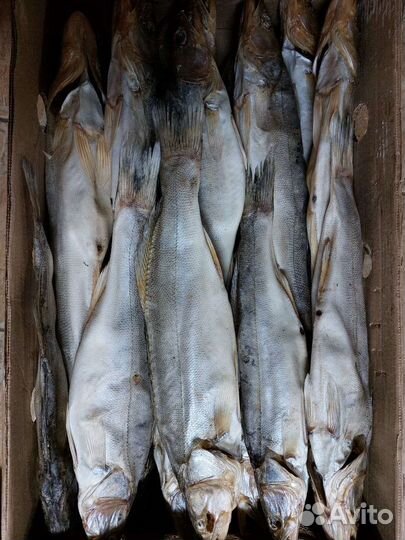 Вяленая рыба
