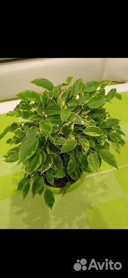 Фикус Кинки