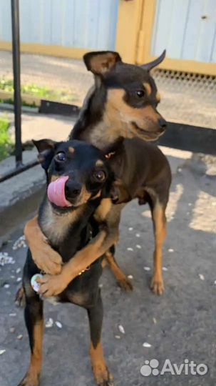 Протам той терьеров