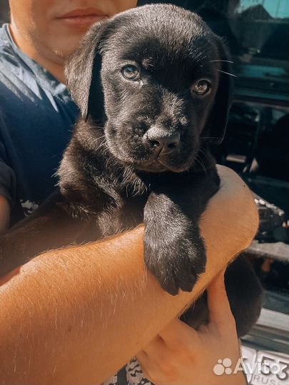 Щенки лабрадора