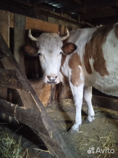 Бычки и корова