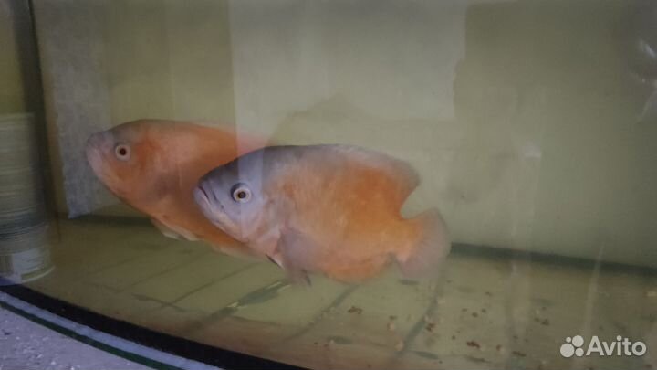 Астронотусы