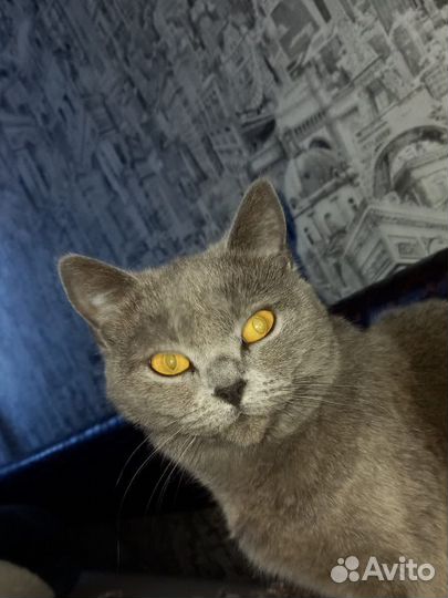 Британская кошка
