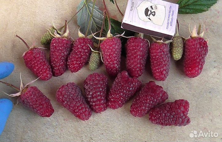 Саженцы малины