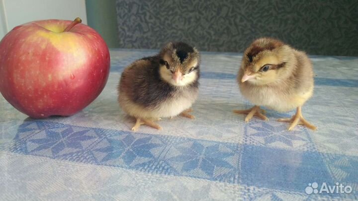 Легбар кремовый: племенные петушки