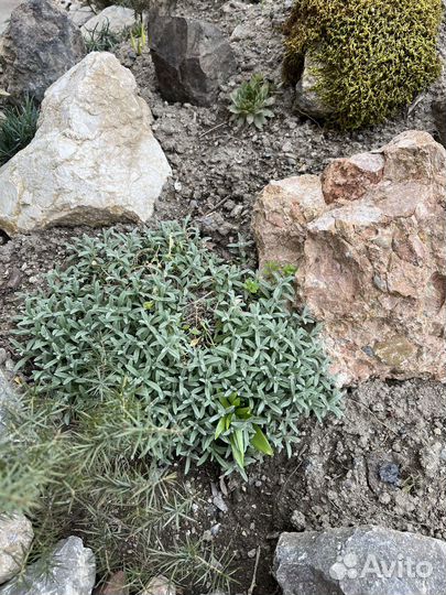 Комнатные и домашние растения