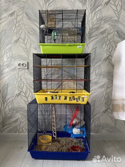 Крысы Дамбо