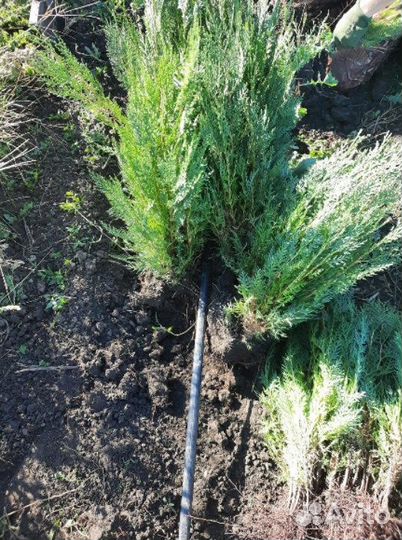 Туя для изгороди саженцы