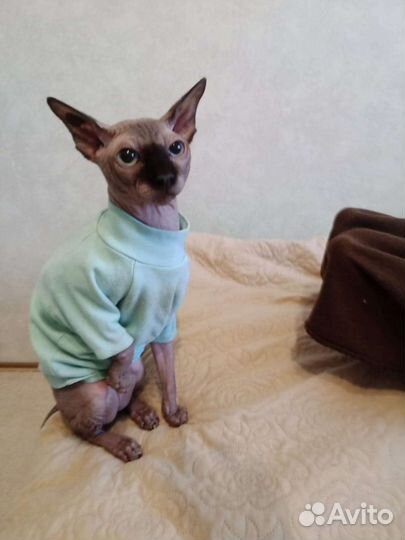 Канадский сфинкс вязка