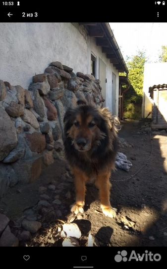 Собака в добрые руки