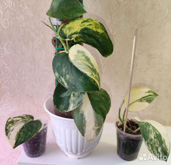 Сциндапсус жаде сатин вариегатный