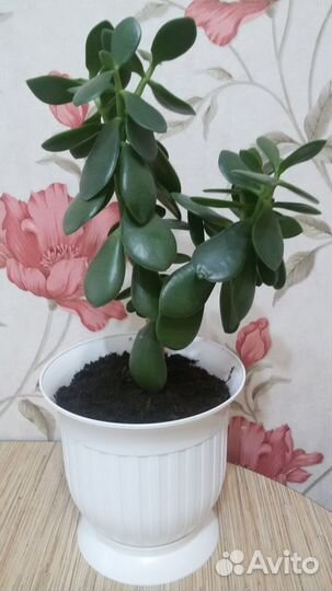 Денежное дерево