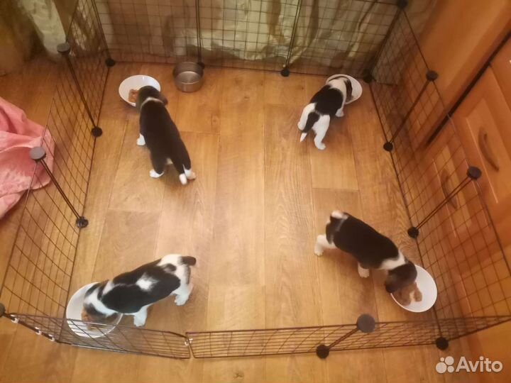 Щенки бигль