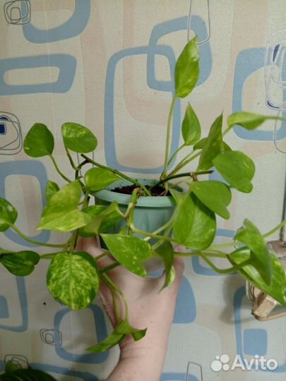 Сциндапсус