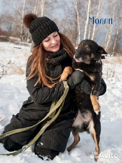 Собаки в добрые руки