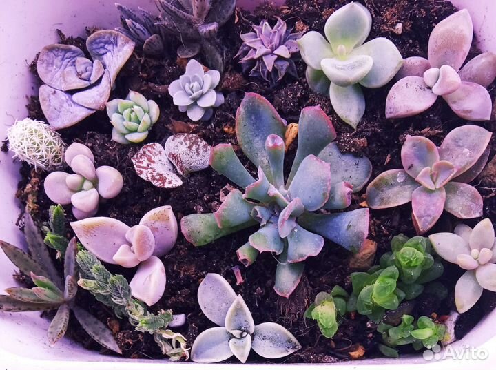 Суккуленты детки в наборе редкие виды