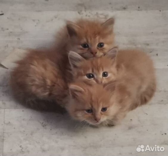 Сибирская кошка бесплатно