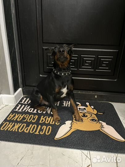 Цвергпинчер собака