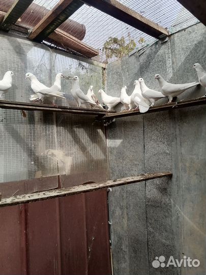 Бакинские голуби