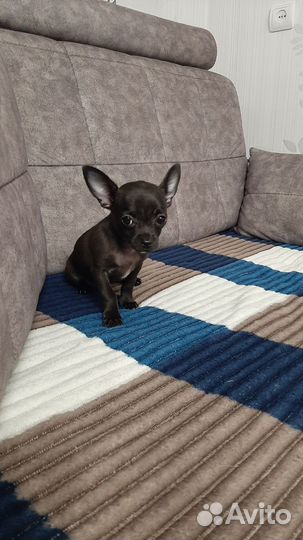 Чихуахуа девочка