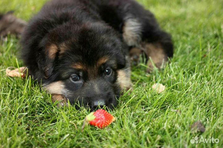 Вязка собак немецкая овчарка