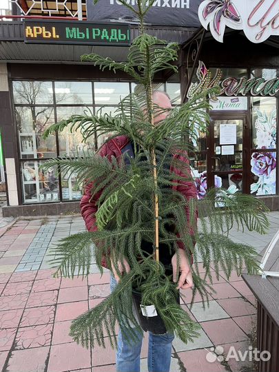 Араукария - домашняя елочка