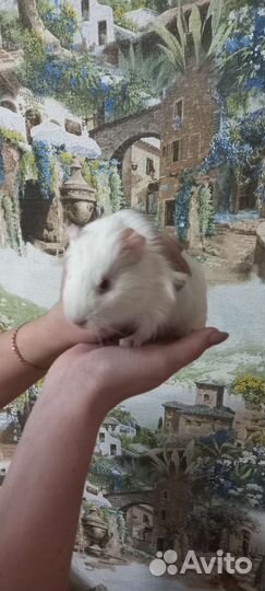 Морские свинки