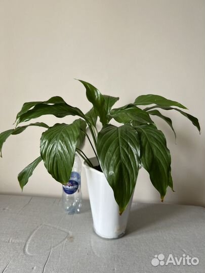 Спатифиллум