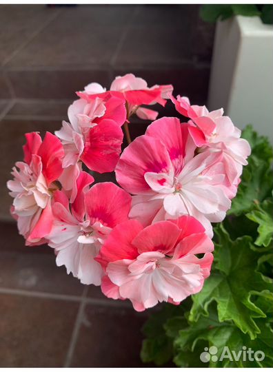 Пеларгония герань