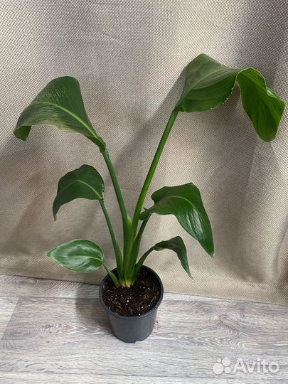 Стрелиция николая