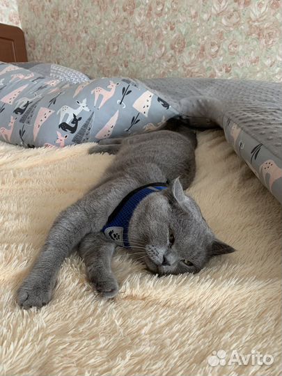 Британский кот вязка