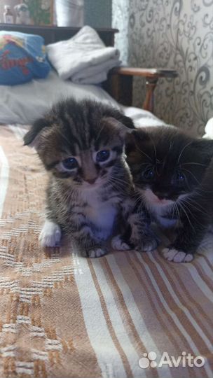 Кошки в добрые руки бесплатно