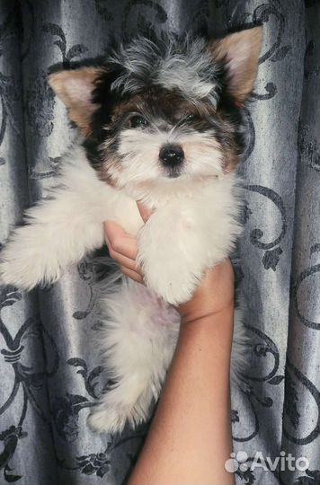 Малыш Бивер